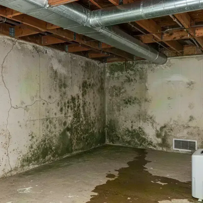 Professional Mold Removal in Riverbend, WA